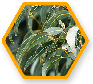 eucalyptus oil